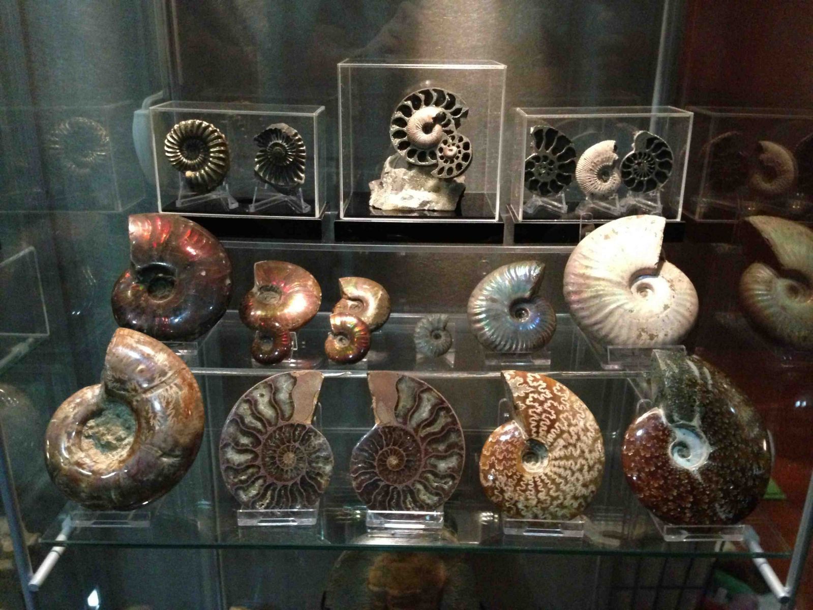 Assorted Ammonites Collection 02
