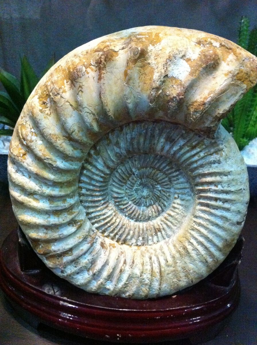 Perisphinctes Ammonite 01