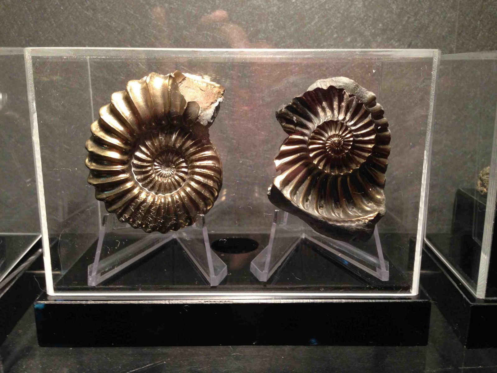 Pleuroceras ammonite
