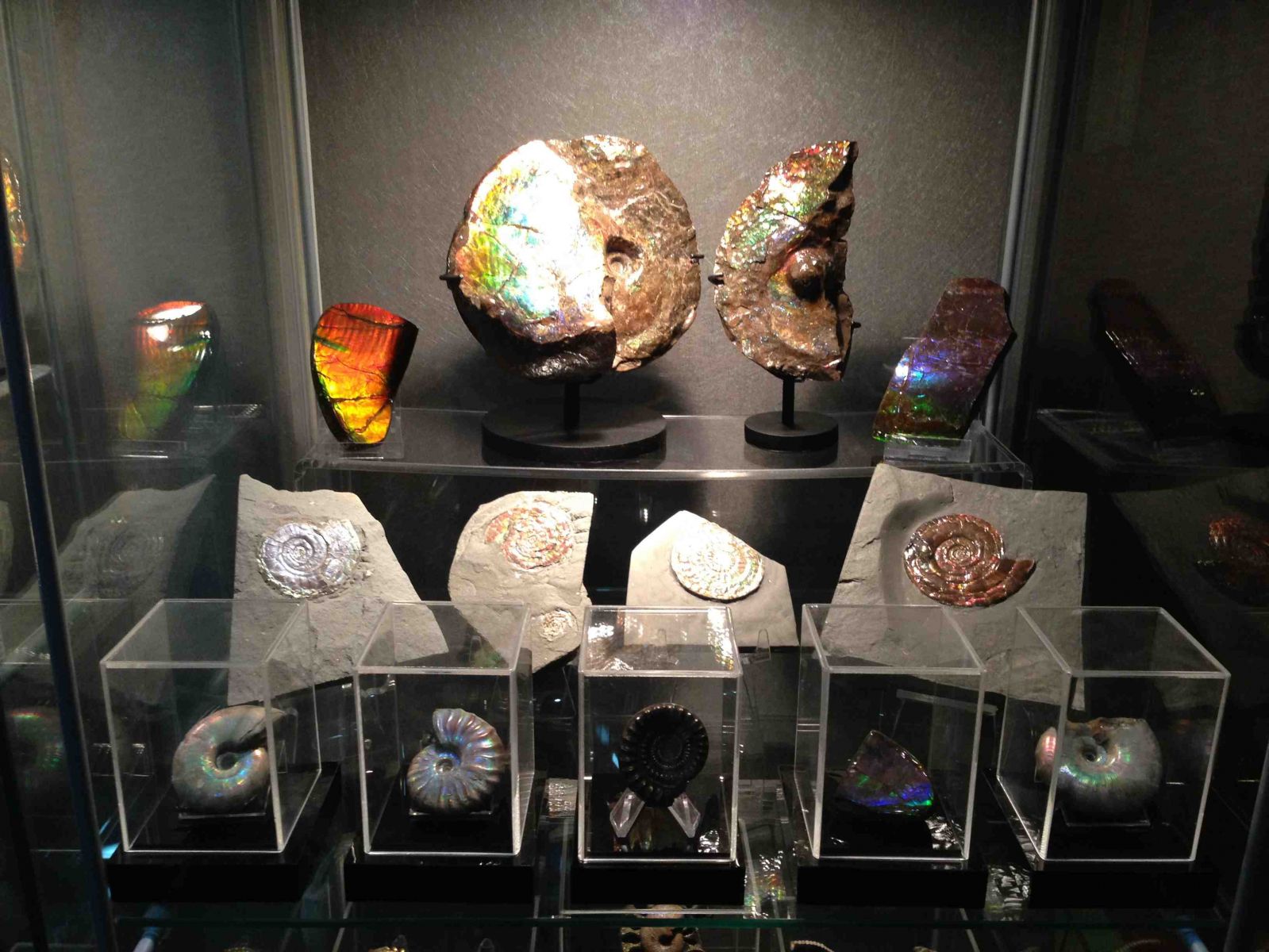 Assorted Ammonites Collection 01