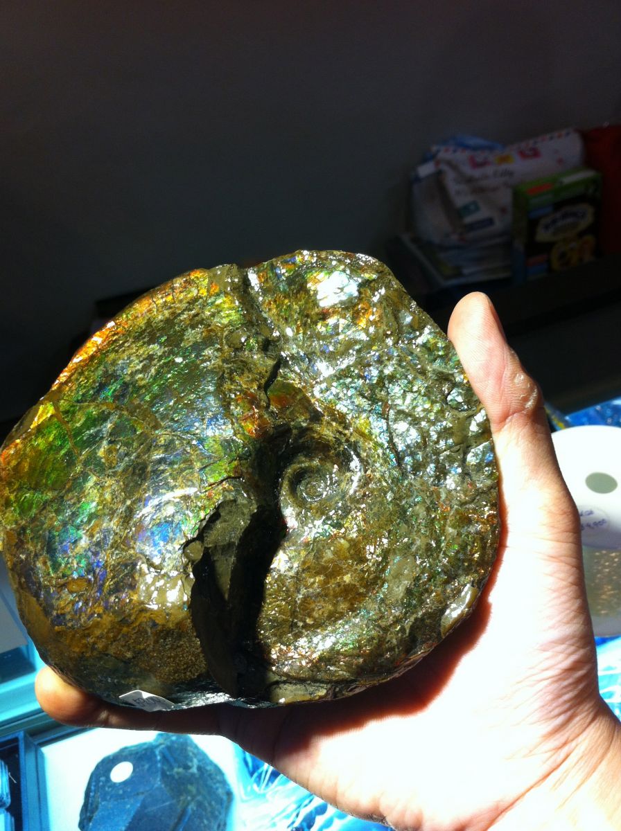 Ammolite Ammonite (Placenticeras Meeki) 03