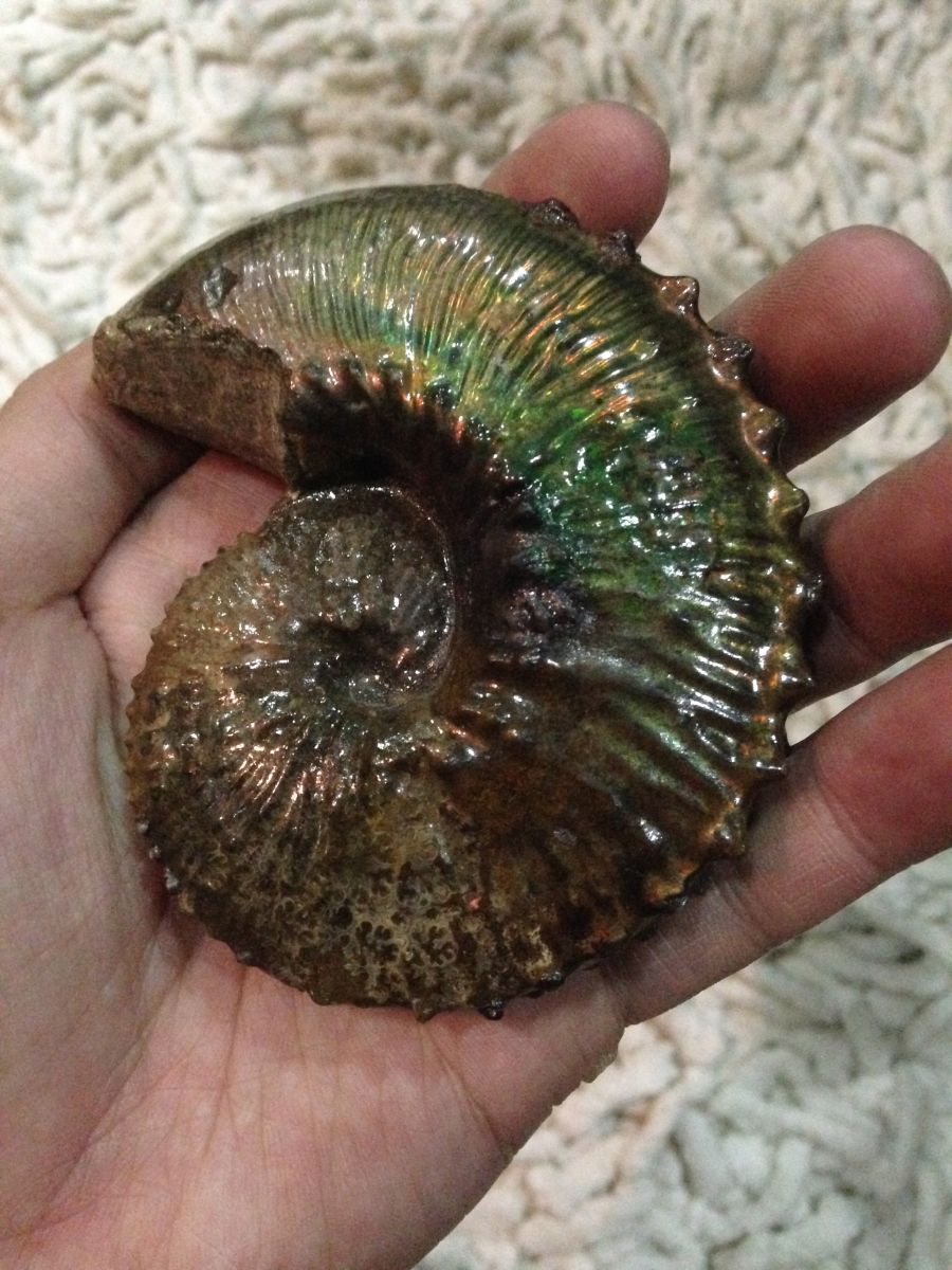 South Dakota Ammonite - Jeletzkytes sp.