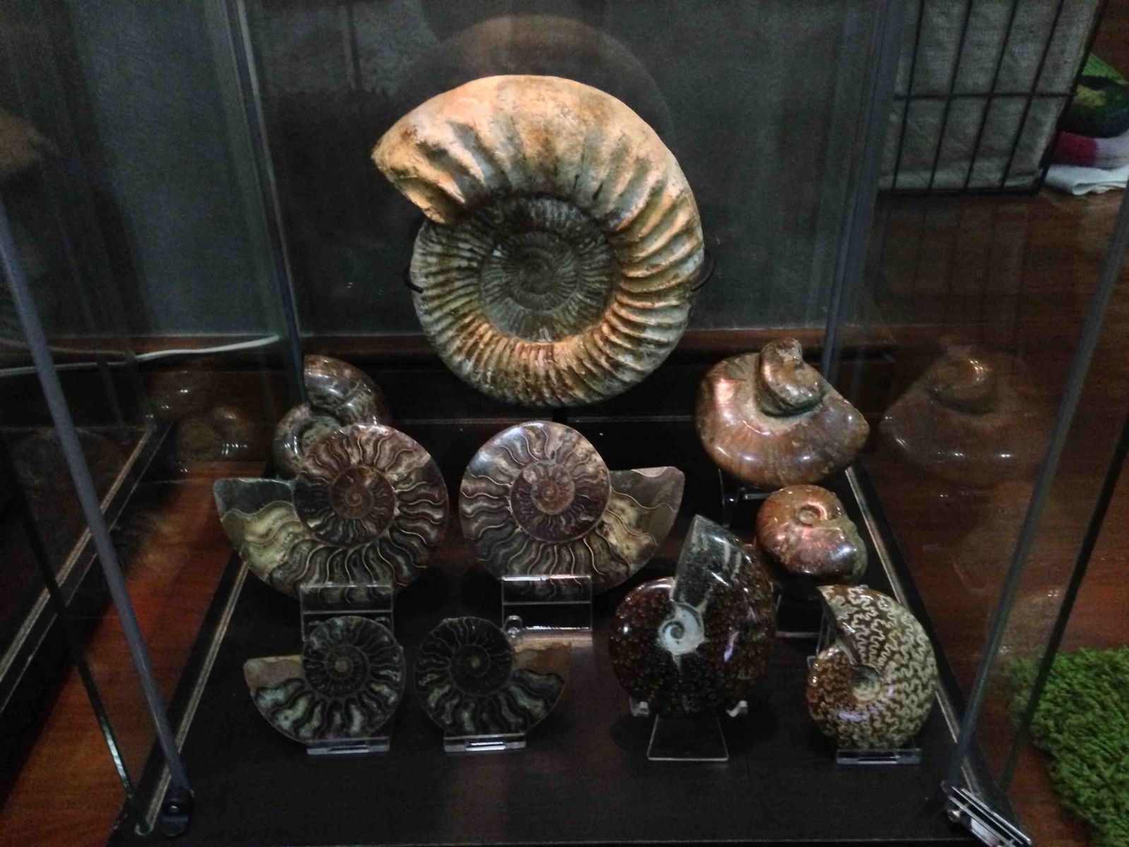 Madagascan Ammonites