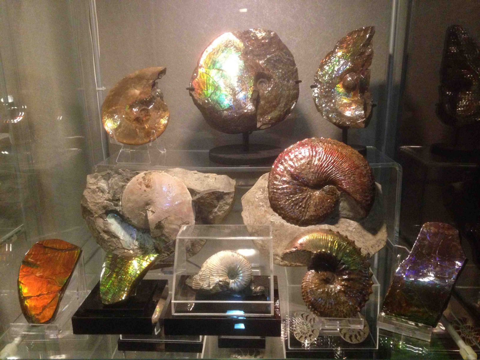 Ammonites & Ammolites