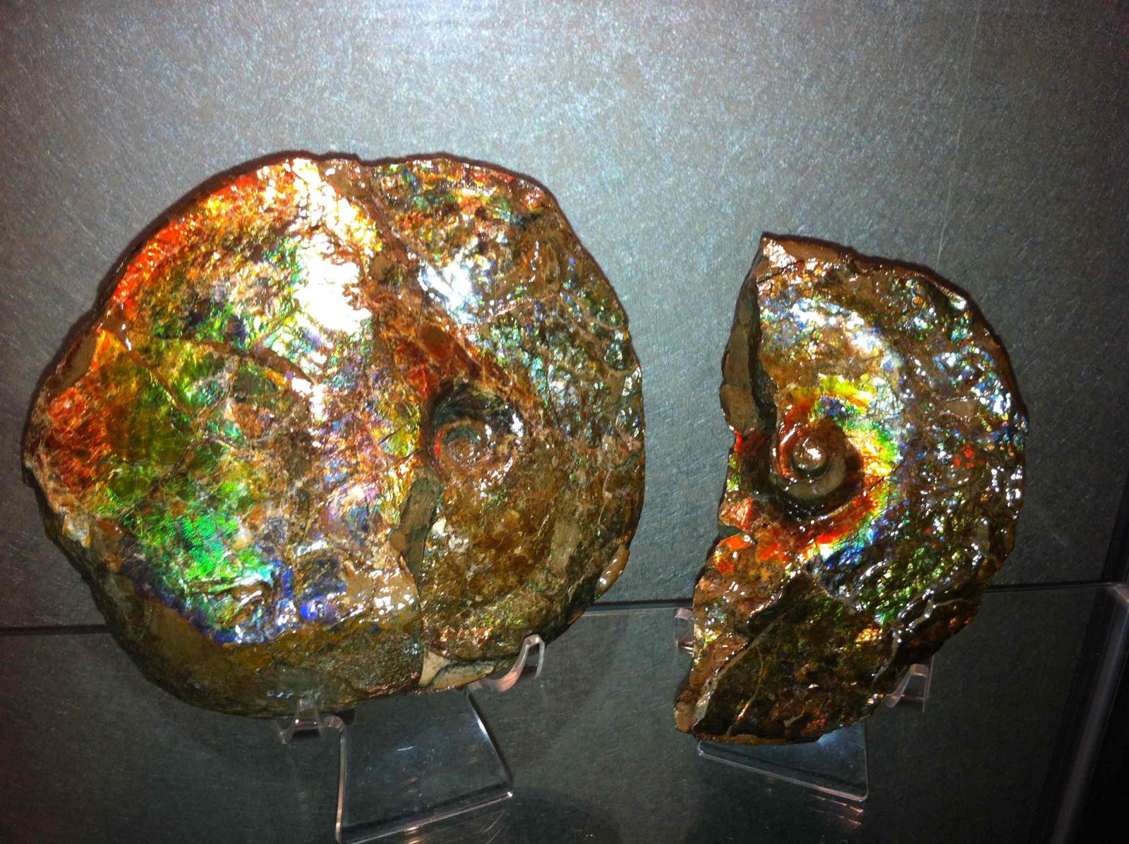 Ammolite Ammonite (Placenticeras Meeki) - 01