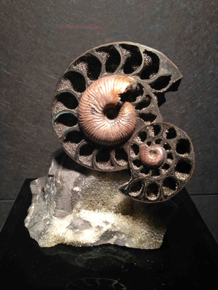 Paracadoceras - Russian Ammonite sculpture