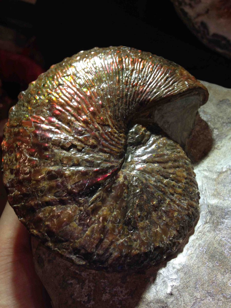 South Dakota Ammonite - Hoploscaphite comprimus