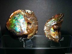 Canadian Ammolite Ammonite - Placenticeras meeki