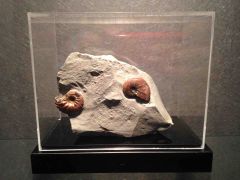 Gault Clay Ammonites Duo - Euhoplites microceras & Anahoplites planus