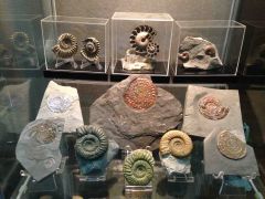 European Ammonites Collection