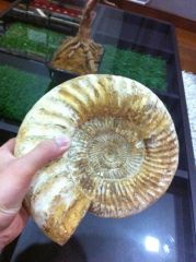 Perisphinctes Ammonite 02