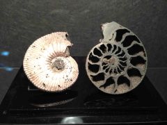 Russian Pyrite Ammonites