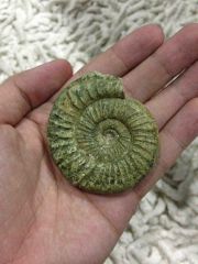 Orthosphinctes ammonite (Green)