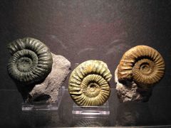 Orthosphinctes ammonites Trio