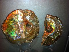 Ammolite Ammonite (Placenticeras Meeki) - 01
