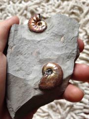 Gault Clay Ammonites Duo - Euhoplites microceras & Anahoplites planus