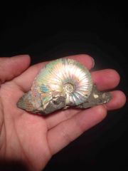 Hoploscaphite nicolletti Ammonite