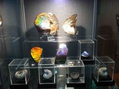Ammolites & Ammonites Collection