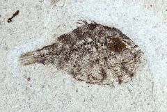 Pufferfish - Moclaybalistes danekrus
