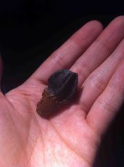 Triceratops Tooth (with 2 Partial Roots) 02