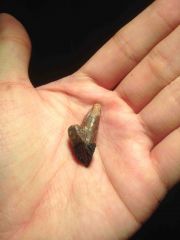 Triceratops Tooth E (Single Root) 05