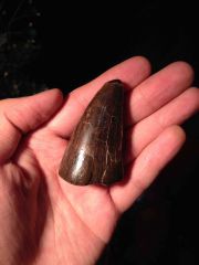T-Rex tooth
