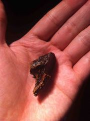 Triceratops Tooth (with 2 Partial Roots) 01