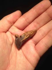 Triceratops Tooth F (Single Root) 03