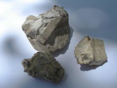 Inoceramus Mold / Cast Fossil