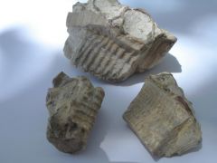 Inoceramus Mold / Cast Fossil