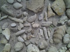Baculites, ammonites, gastropods, coral, decapods
