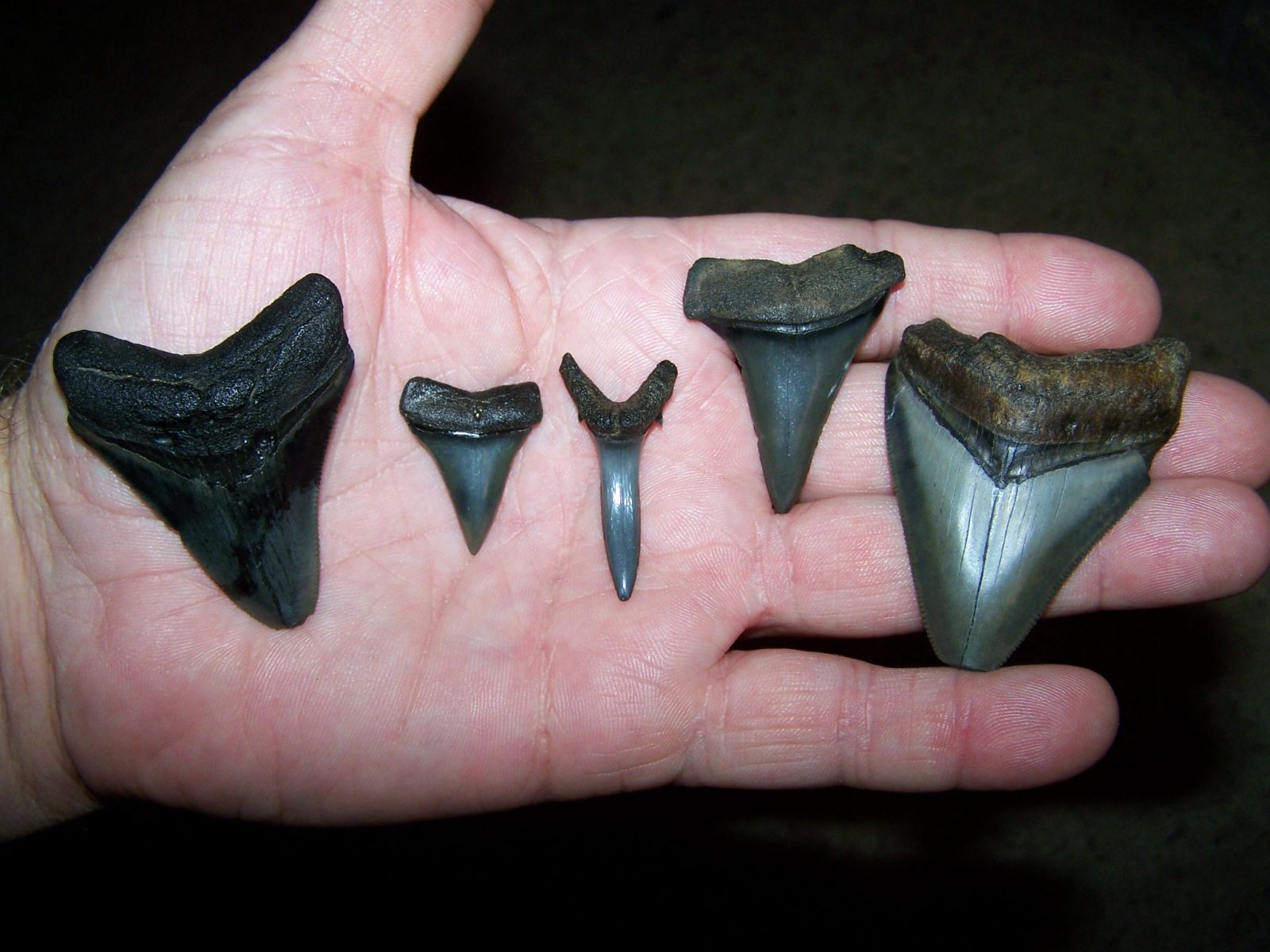 Sharks Teeth and Assorted Fossils. 