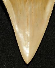 Carcharodon hubbelli (tip)