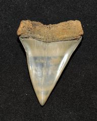 2.6 inch Broad-tooth Mako (Isurus hastalis)
