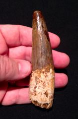 4 inch Spinosaurus tooth