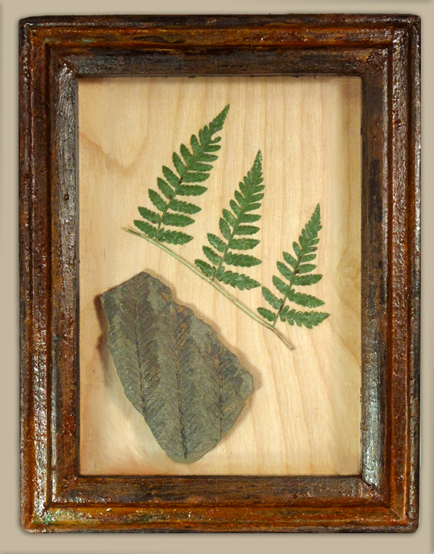 Fern Fossil in handmade Display Box