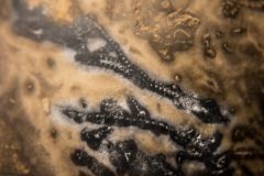 Bryozoa, Graptolites encrusted rock - Fossil 3  Penniretopora?