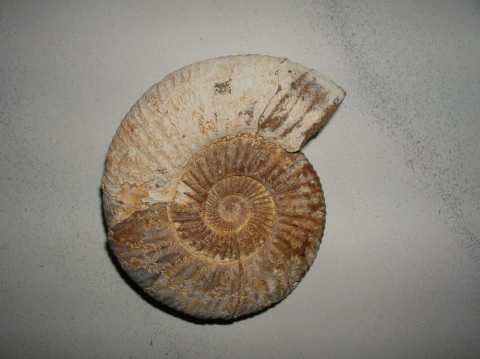 Perisphinctes ammonite