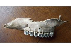 Deer Skull,left maxilla
