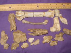 Oreodont Bones