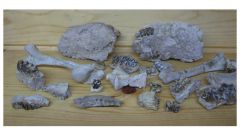 Oreodont and hyracodon Bones, 1