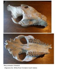 New Addition to Fossil Collection, Oreodont Skull