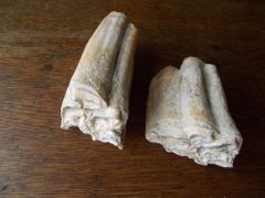 Pleistocene Horse Molars
