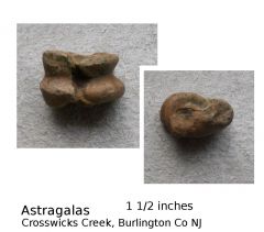 Astragalas, easy to be fooled
