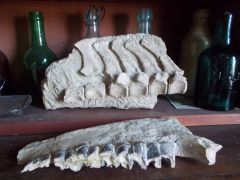 Hyracodon vertebrae and jaw