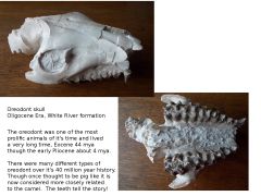 Oreodont Skull