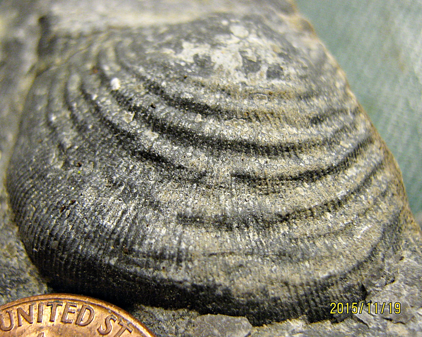 Lower Devonian Brachiopod from Trilobite Ridge, NJ.