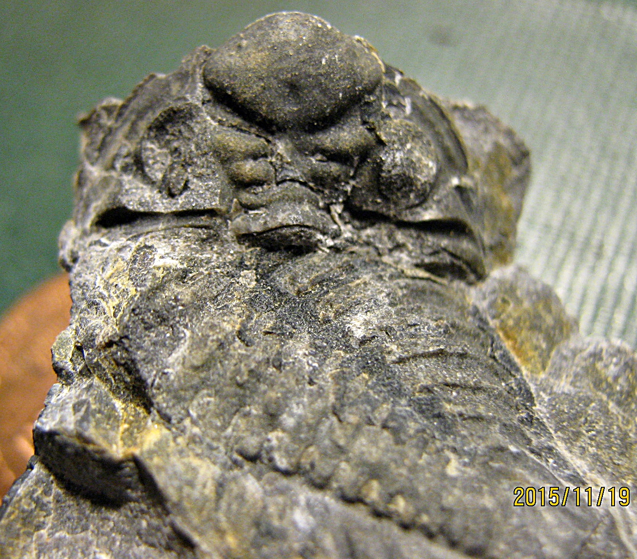 Lower Devonian Trilobite Cephalon and Pygidium from Trilobite Ridge, NJ.