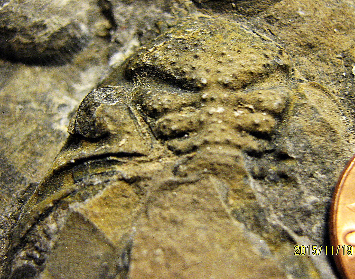 Lower Devonian Trilobite Cephalon from Trilobite Ridge, N.J.