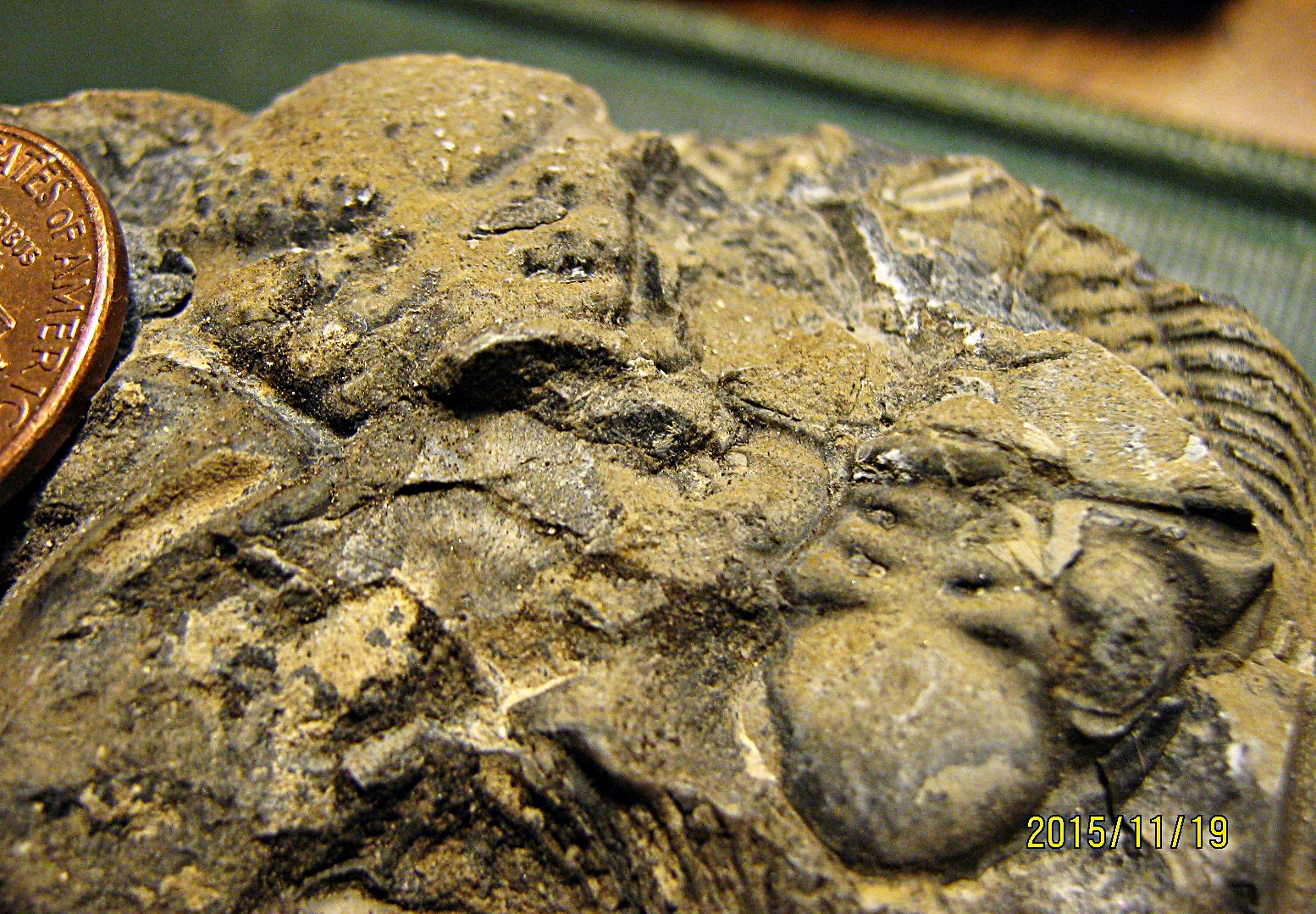 Lower Devonian Trilobite Hash from Trilobite Ridge, NJ.
